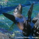 Illustration for article titled Surprise Pinnipednesday - Arctocephalus forsteri Edition